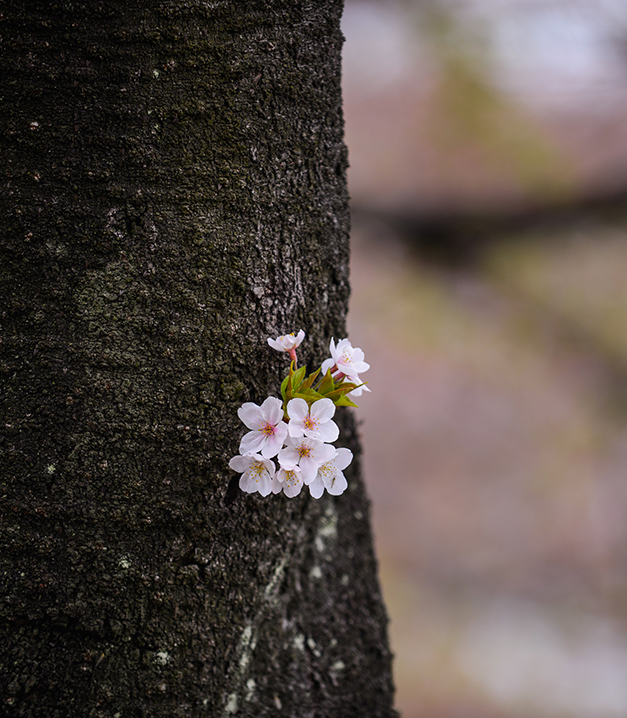 Hanami Festival