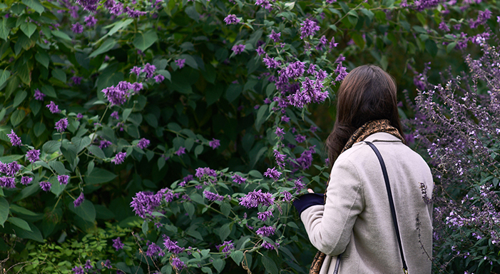Royal Tasmanian Botanical Gardens